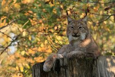 Luchs_375_8.0.JPG