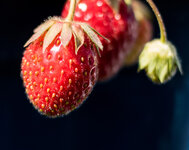 Erdbeere crop web.jpg