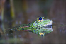 Frosch verkleinert.jpg