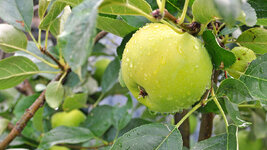 150712-fresh-apple.jpg