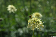 Schwebfliege auf Blüte.jpg