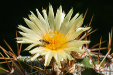 Astrophytum.JPG