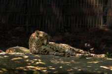 Gepard 1 dslr .jpg