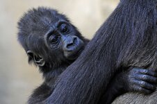 Gorilla-Baby_comp_DSLR_F.jpg