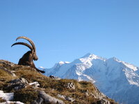 Steinbock vor Mont Blanc.jpg