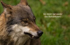 top_Der böse Wolf 2.jpg