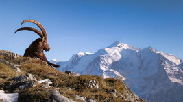 Steinbock-vor-Mont-Blanc_bearbeitet.jpg