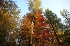 Herbst_Oktober_15_7064.jpg