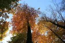 Herbst_Oktober_15_7089.jpg