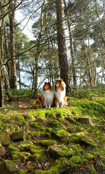 Forum_Unsere Collies am Silbersee 3.jpg