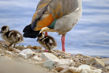 Nilgänse.jpg