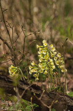 Schlüsselblume100416x1200x.jpg