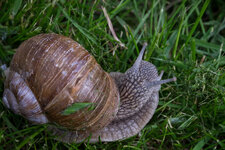 Schnecke1200-1886-3.jpg