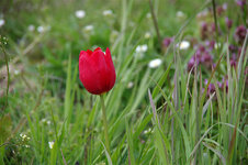 Tulpe.jpg