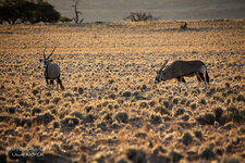 03_Etosha.jpg