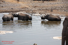 07_Etosha.jpg