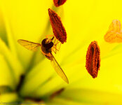 Schwebfliege_am_Stempel_(1_von_1).jpg