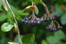 Aronia.jpg