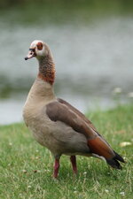 Nilgans.jpg