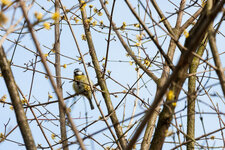 Frühling_20130322_002.jpg