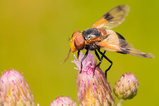 Gemeine-Waldschwebfliege--20160809-1050.jpg