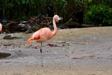 Flamingo3100%.jpg