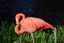 Flamingo002.jpg