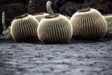 05jardin_du_cactus.jpg