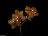 Orchidee-0009370.jpg