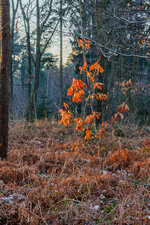 winterwalk-7.jpg