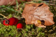 Marienkäfer Makro.jpg