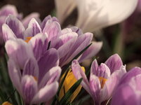 Crocus_März_2017_1200.jpg