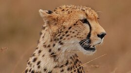Gepard01.jpg