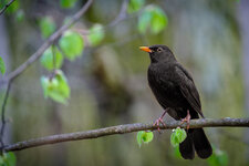 dslr-forum_amsel (1 von 1)-2.jpg