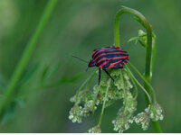 2010-06-12_DSC_2021_Streifenwanze.jpg