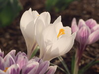 Crocus_weiss_dslr.jpg