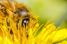 Biene-auf-einer-Loewenzahnbluete--20170420-IMG_3276.jpg