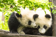 zoo_schoenbrunn__12. April 20170312.jpg