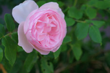 rose rosa.jpg