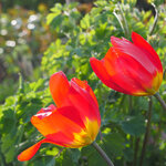 Tulip-681-1200.jpg