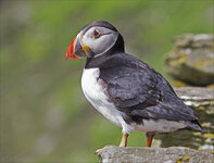 Puffin2.jpg