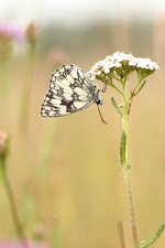 Melanargia_galathea_1200.jpg