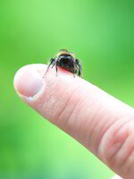 Hummel auf dem Finger.JPG