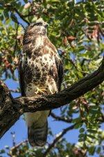 bussard_baum_klein.jpg