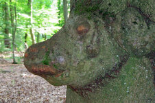 Tier im Baum_bearbeitet-2.jpg