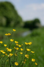 Oly 45mm_Butterblume_Portraitdistance.JPG