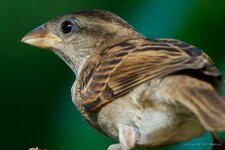 170618_180515_011_Bodenfelde Garten.jpg