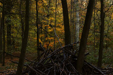 Scheiterhaufen im Wald_klein.jpg