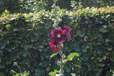 IMGP9824.jpg