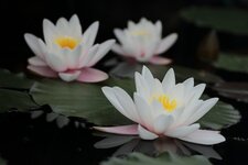 IMG3_02677w.jpg